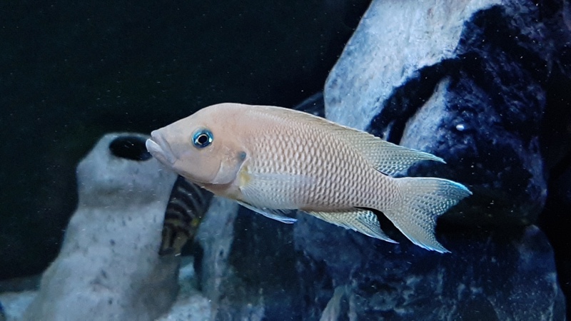 Neolamprologus sp. 'princess lyamembe' Sibwesa